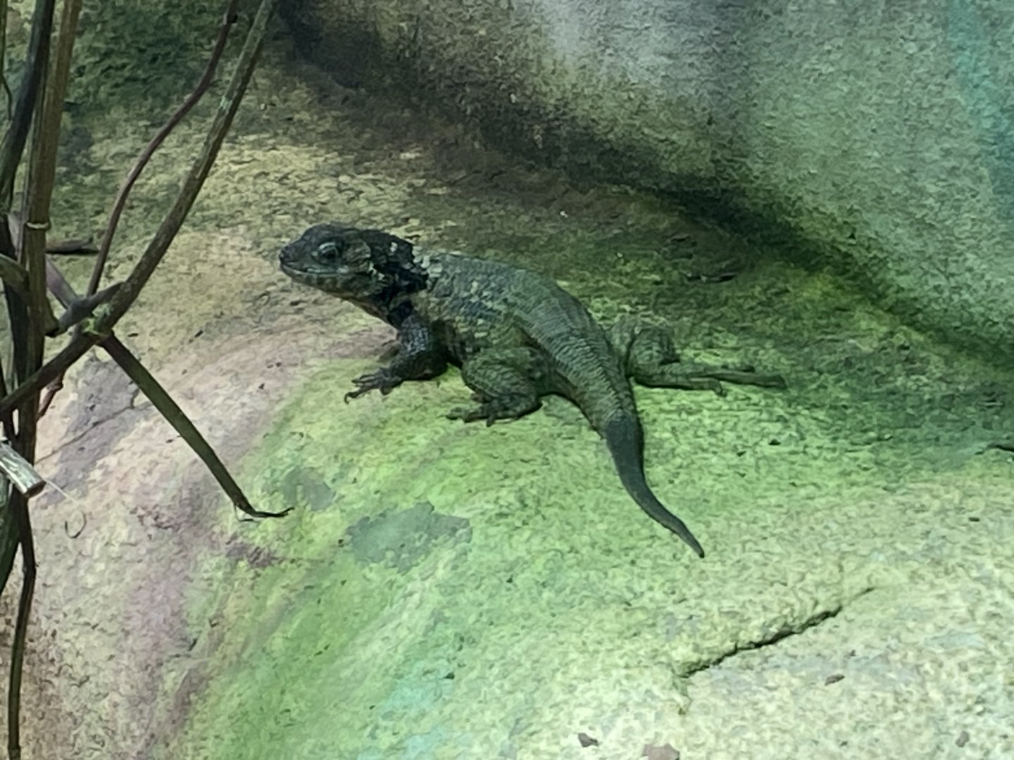 Northern curly-tailed lizard 150725