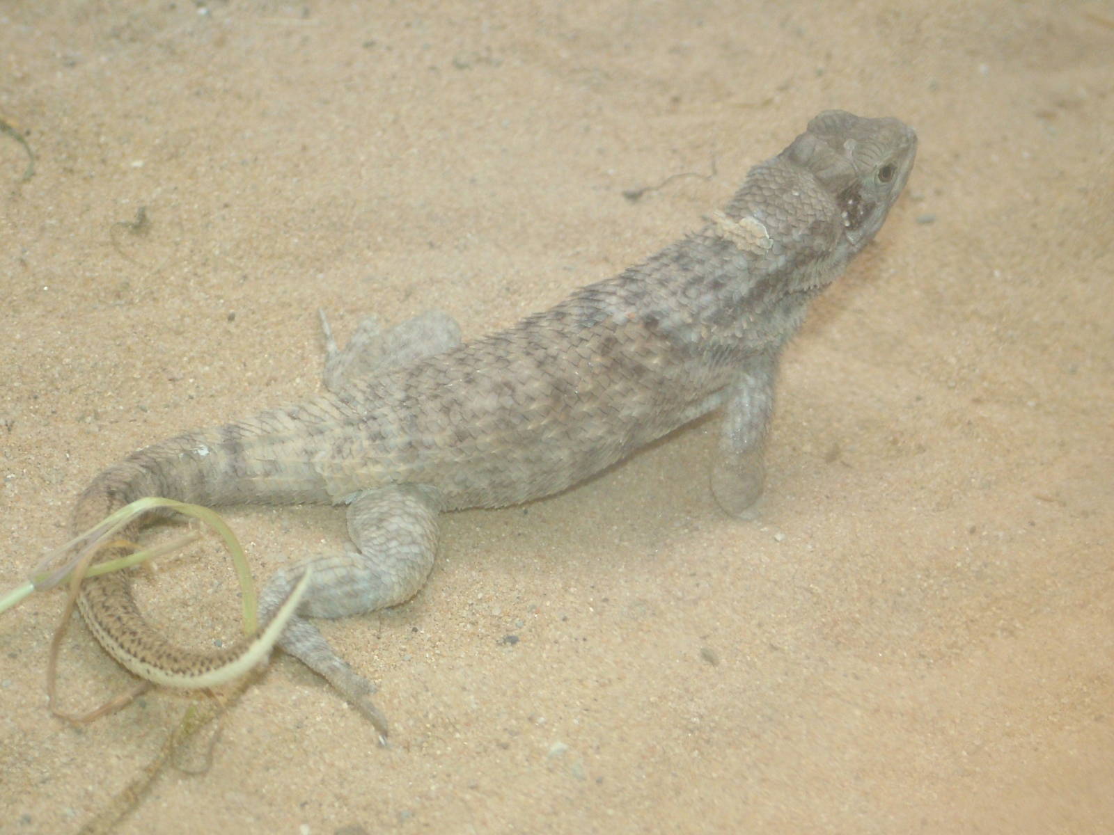 Northern Curly-tailed Lizard at Aquazoo 14/05/09