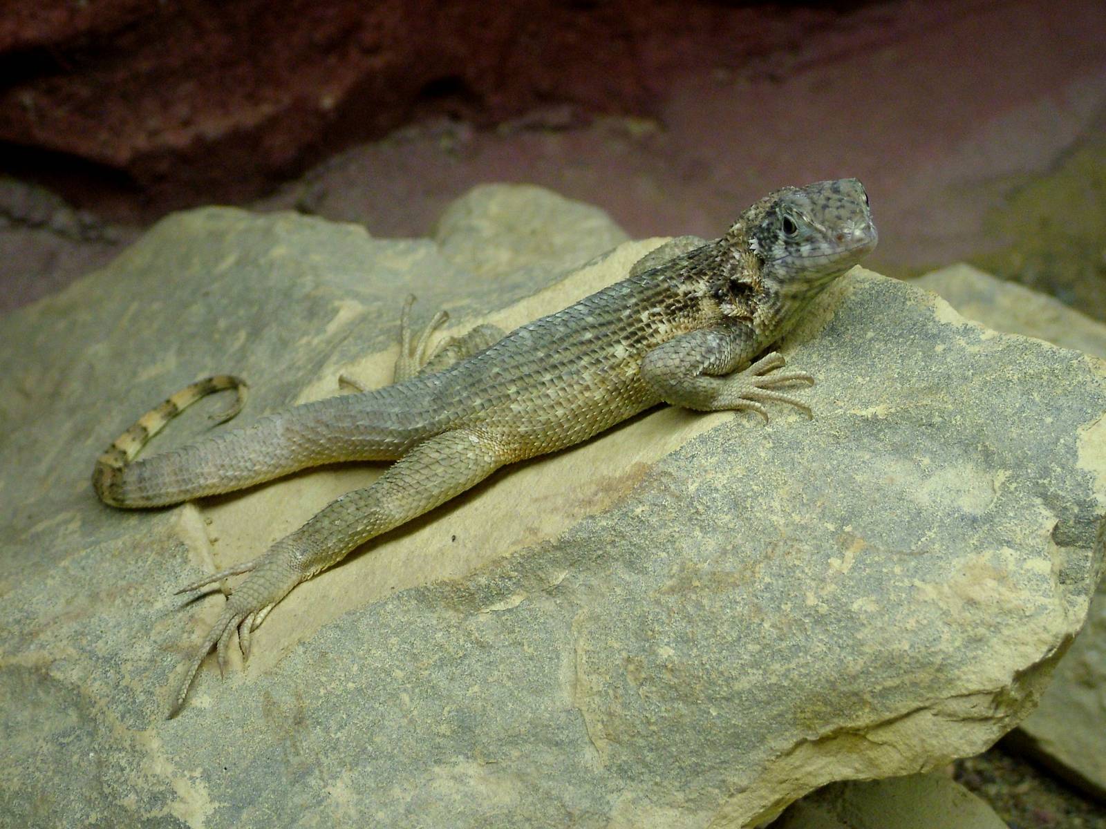 Northern Curly-tailed Lizard at Prague Terrarium, 26/08/12