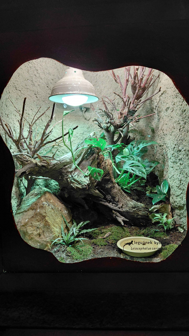 Northern curly-tailed lizard exhibit