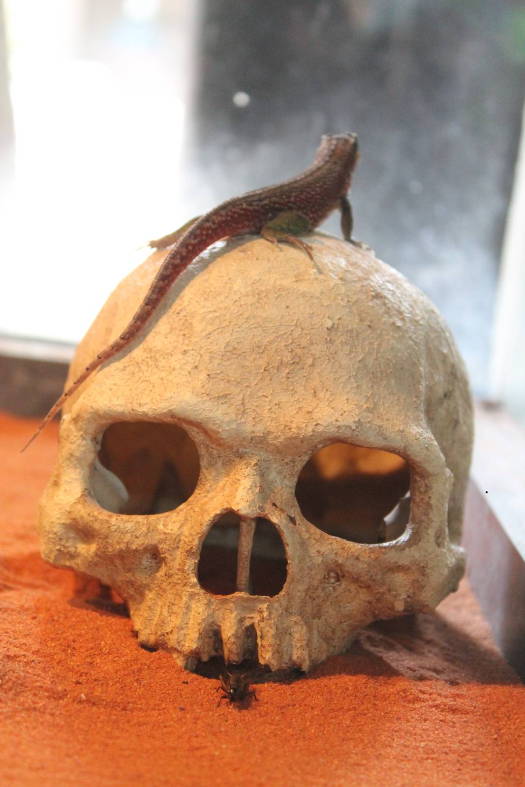 northern curly-tailed lizard (Leiocephalus carinatus)