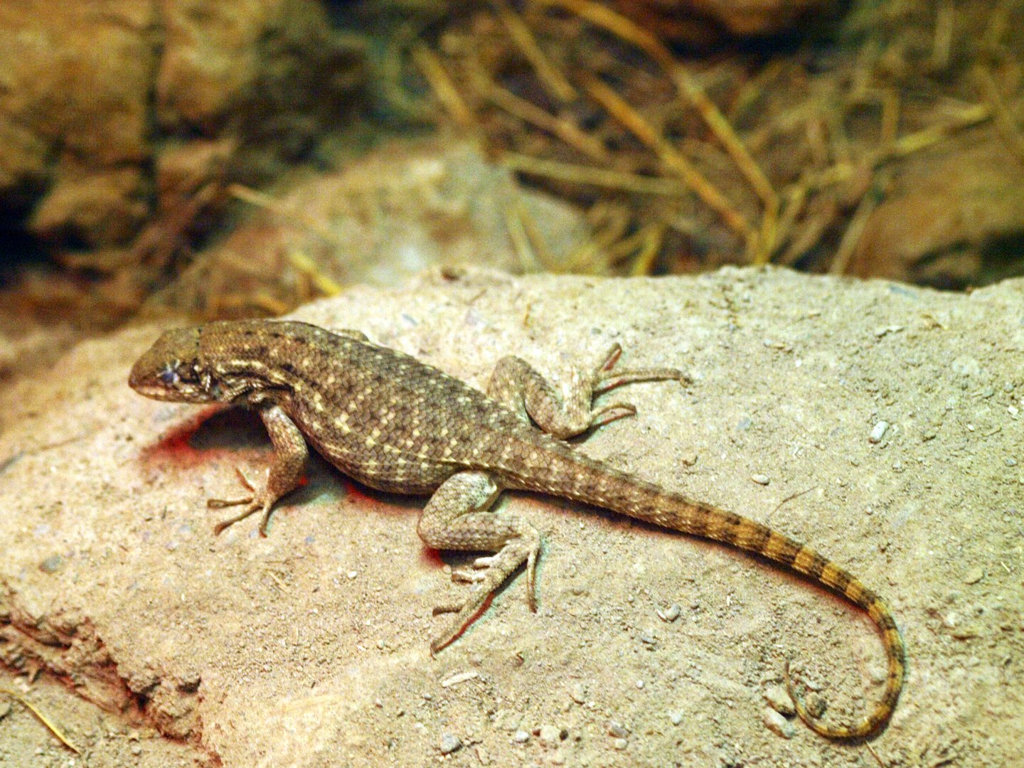 Northern Curly-tailed Lizard (Leiocephalus carinatus)