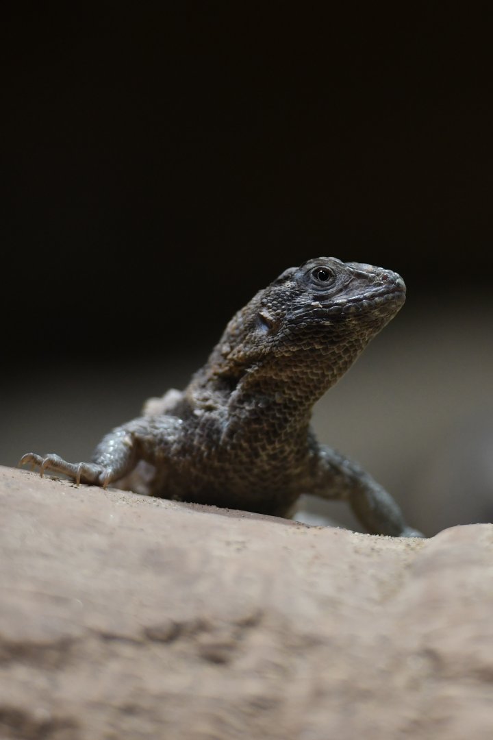 Northern curly-tailed lizard Leiocephalus carinatus