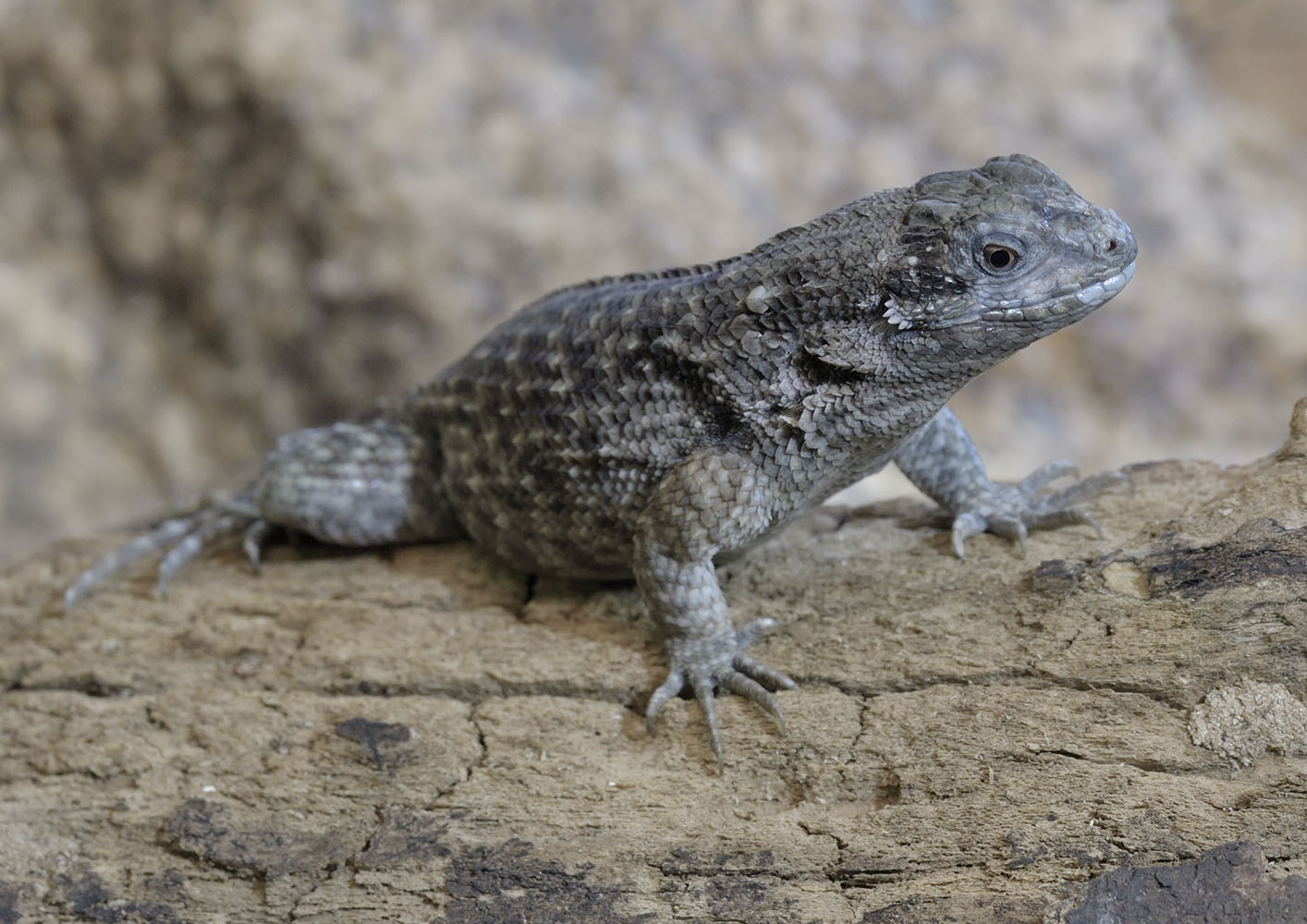 Northern curly-tailed lizard
