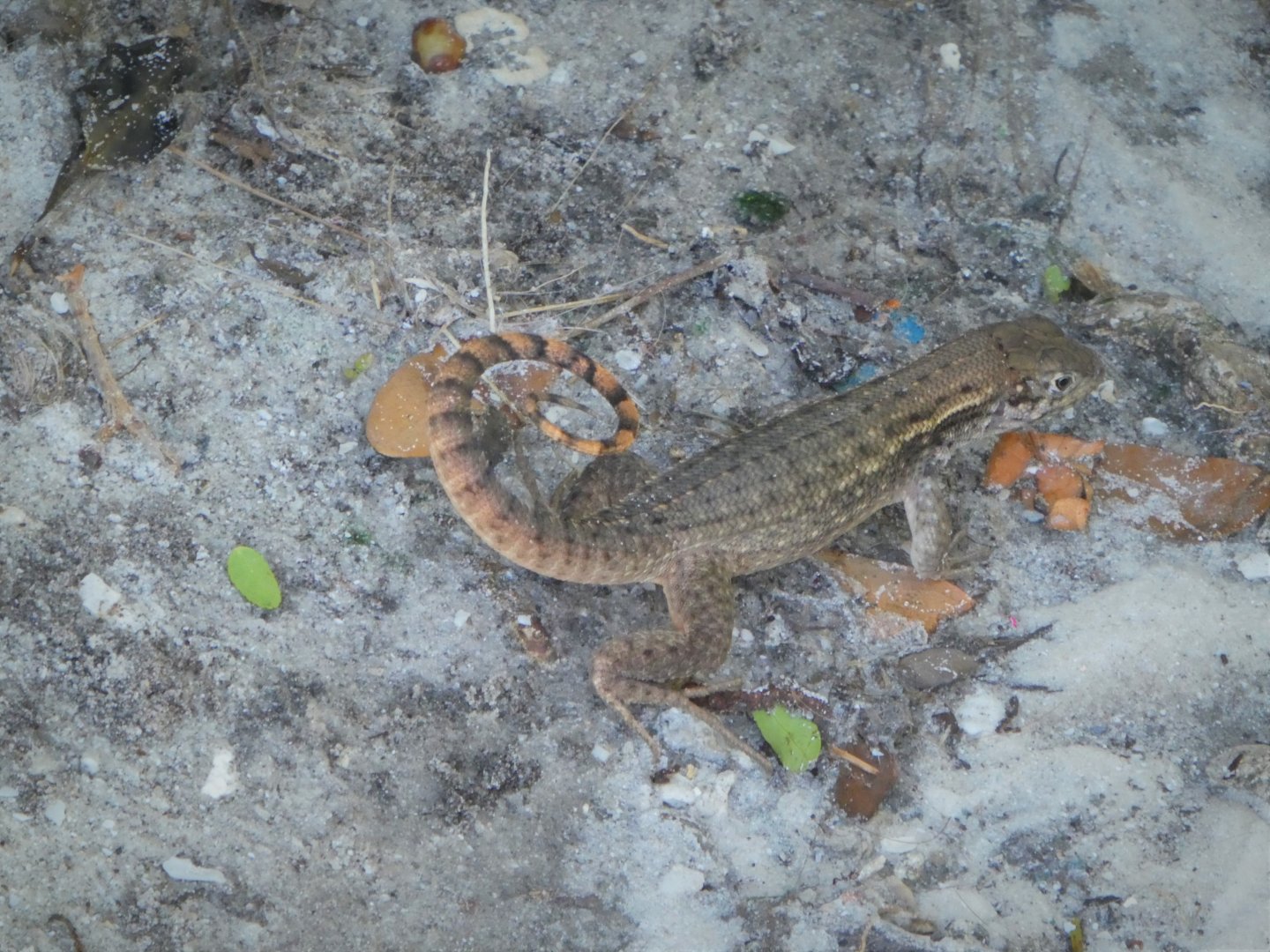 Northern Curly-tailed Lizard