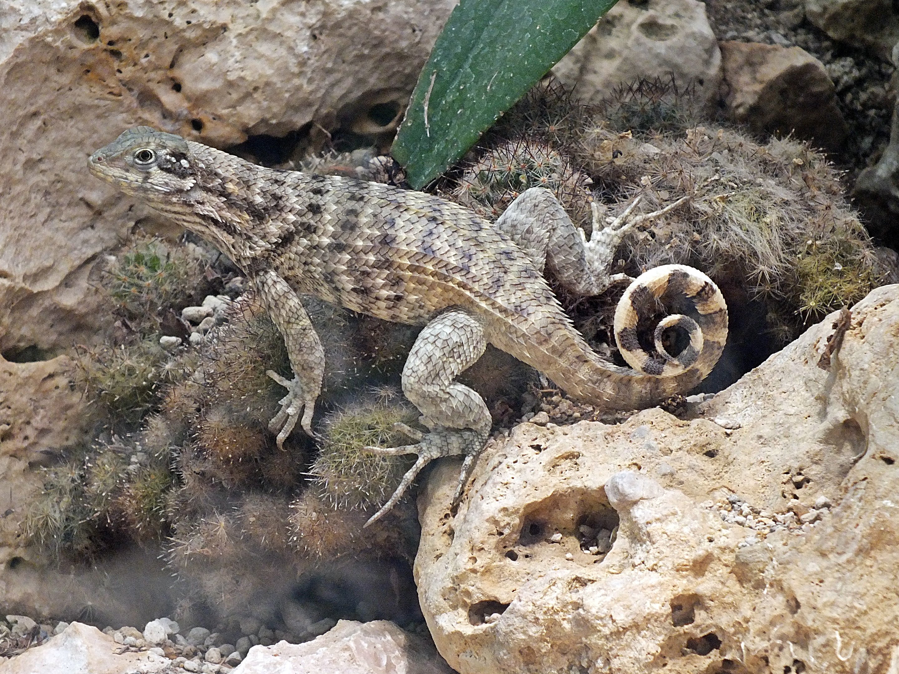 Northern curly-tailed lizard