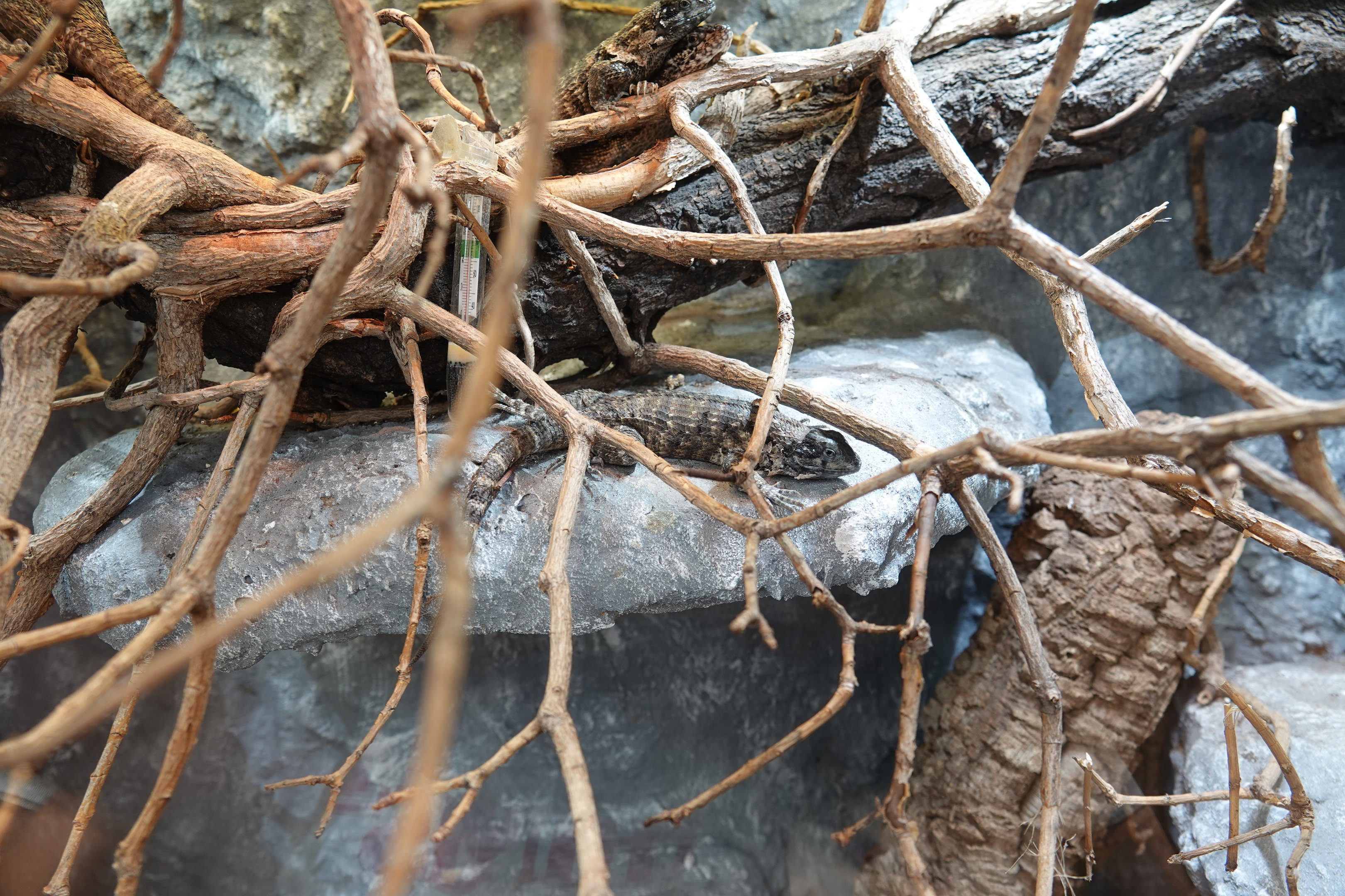 Northern curly-tailed lizard