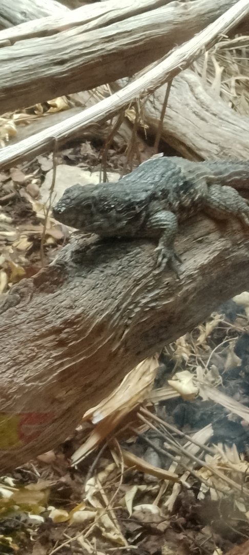 Northern curly Tailed lizard