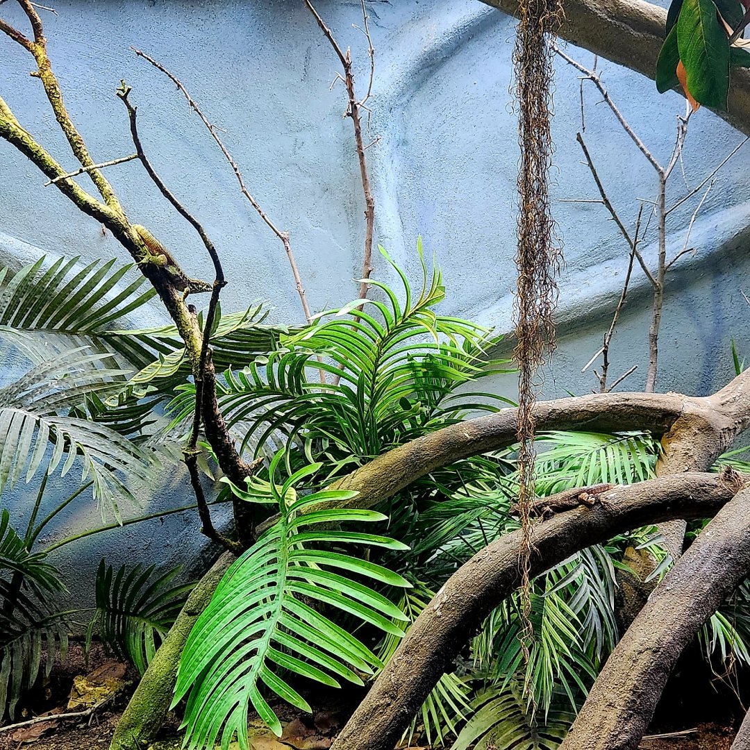 Northern Curly-Tailed Lizards (Leiocephalus carinatus)