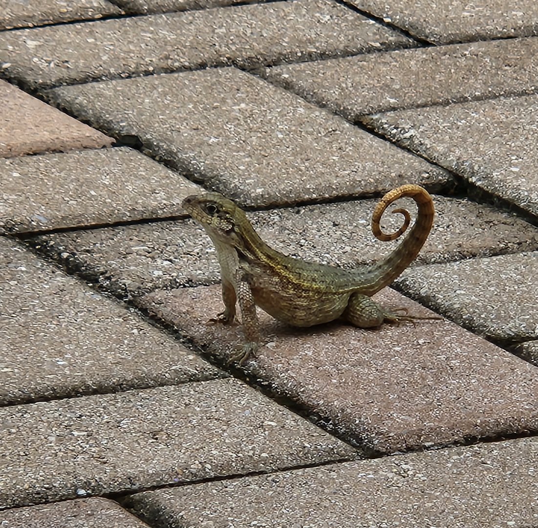 Northern Curlytail Lizard