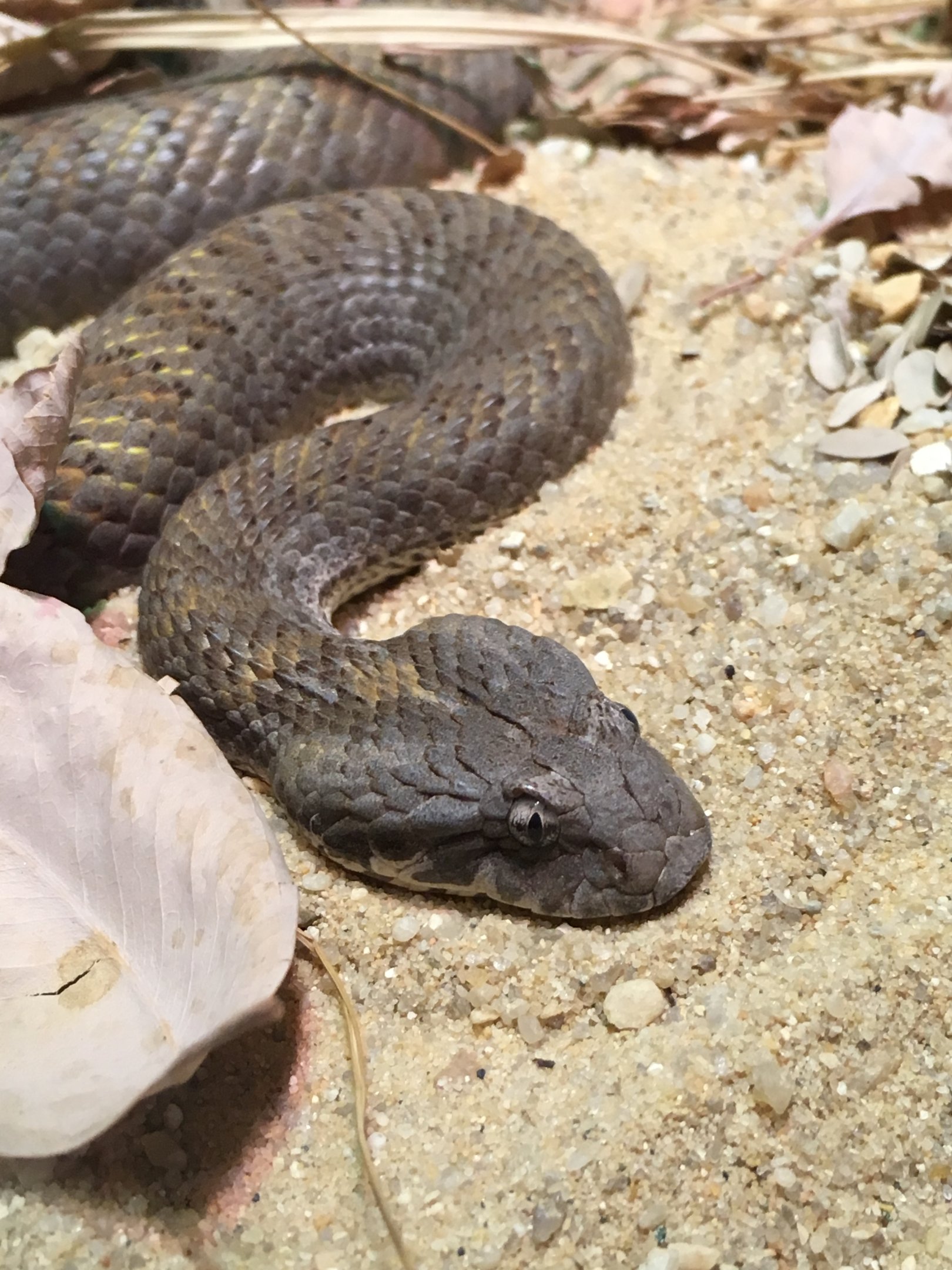 Northern Death Adder (2016)