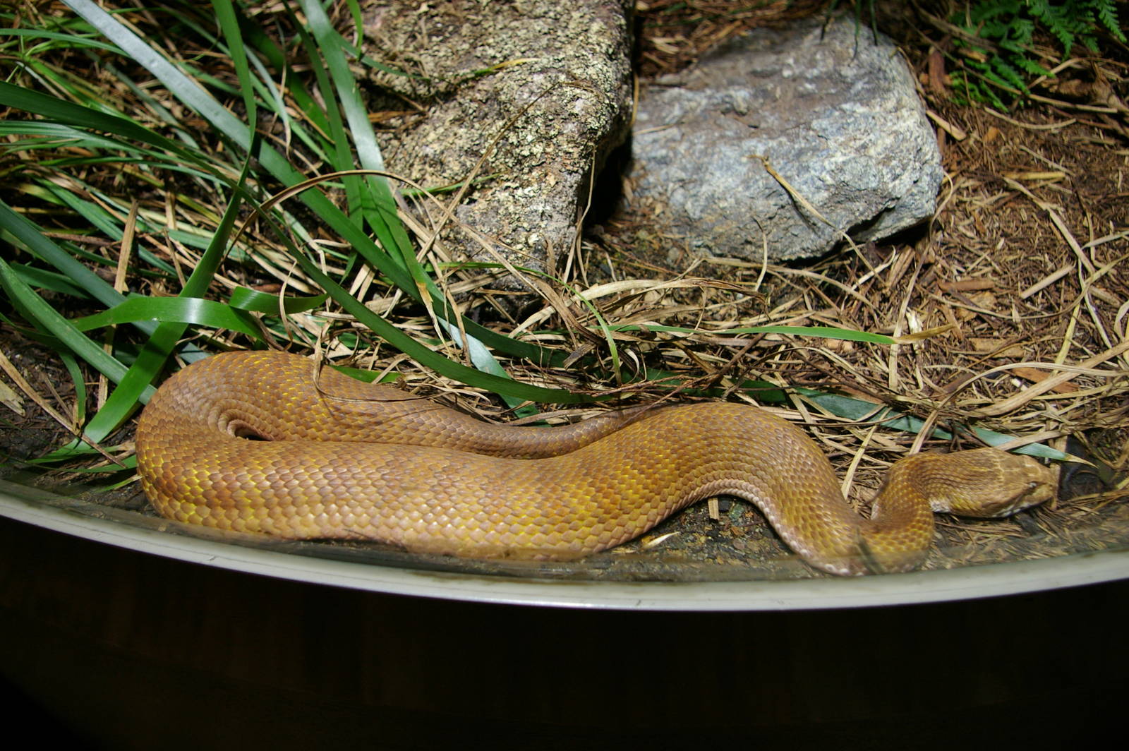 Northern death adder (Acanthophis praelongus)