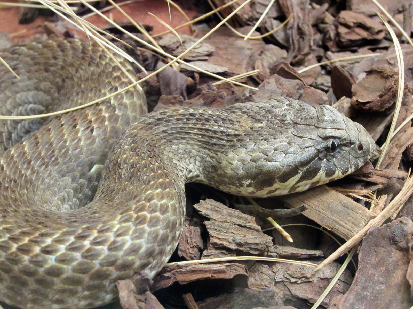 Northern Death Adder (Acanthophis praelongus)