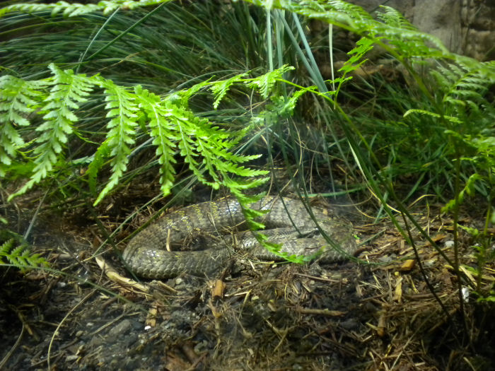 Northern Death Adder