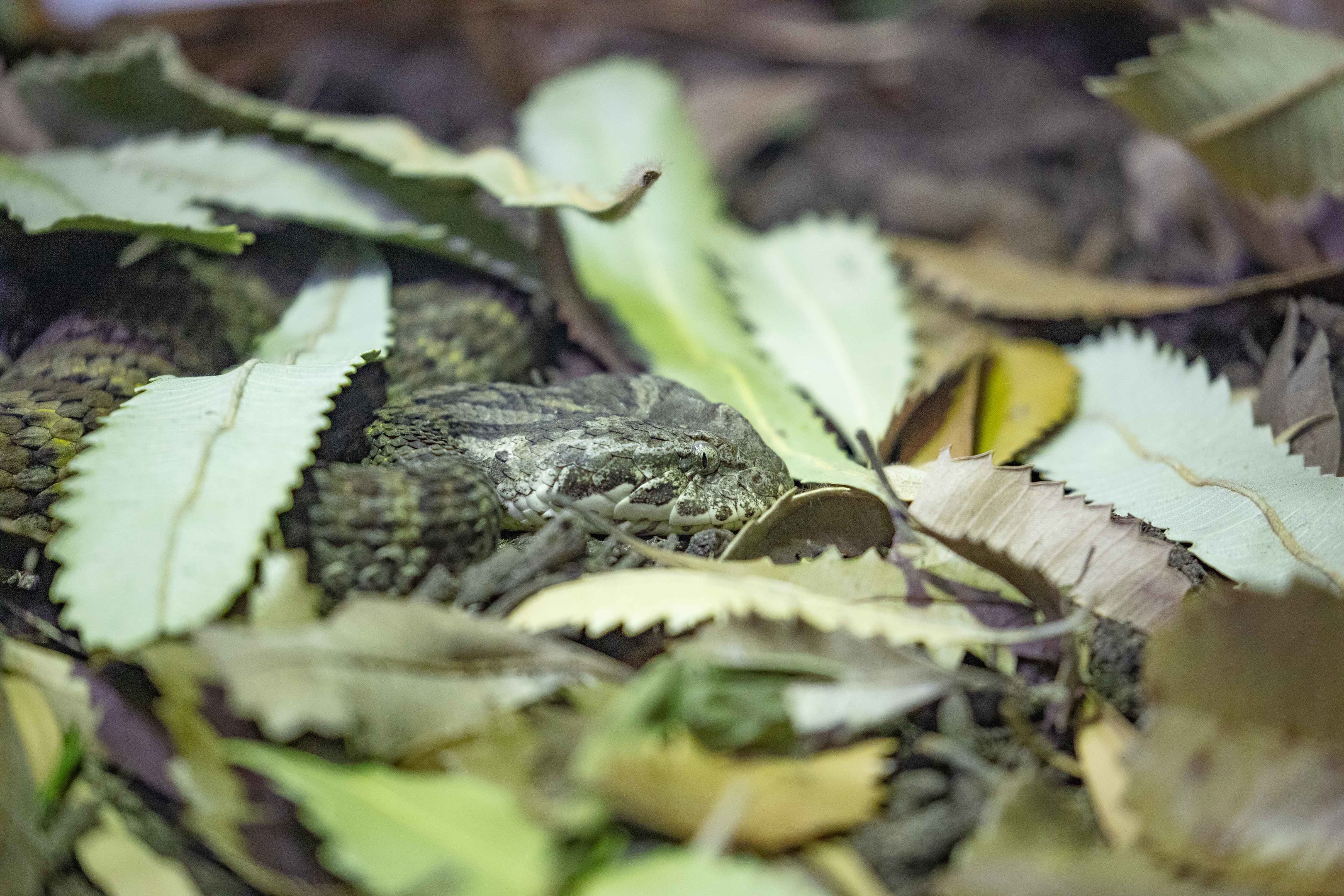 Northern Death Adder