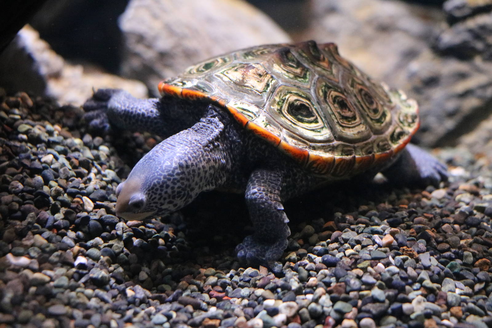 Northern diamondback terrapin - EPSON Aqua Park, February 2016