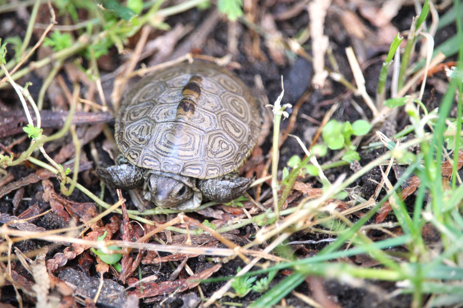 Northern Diamondback Terrapin Hatchling