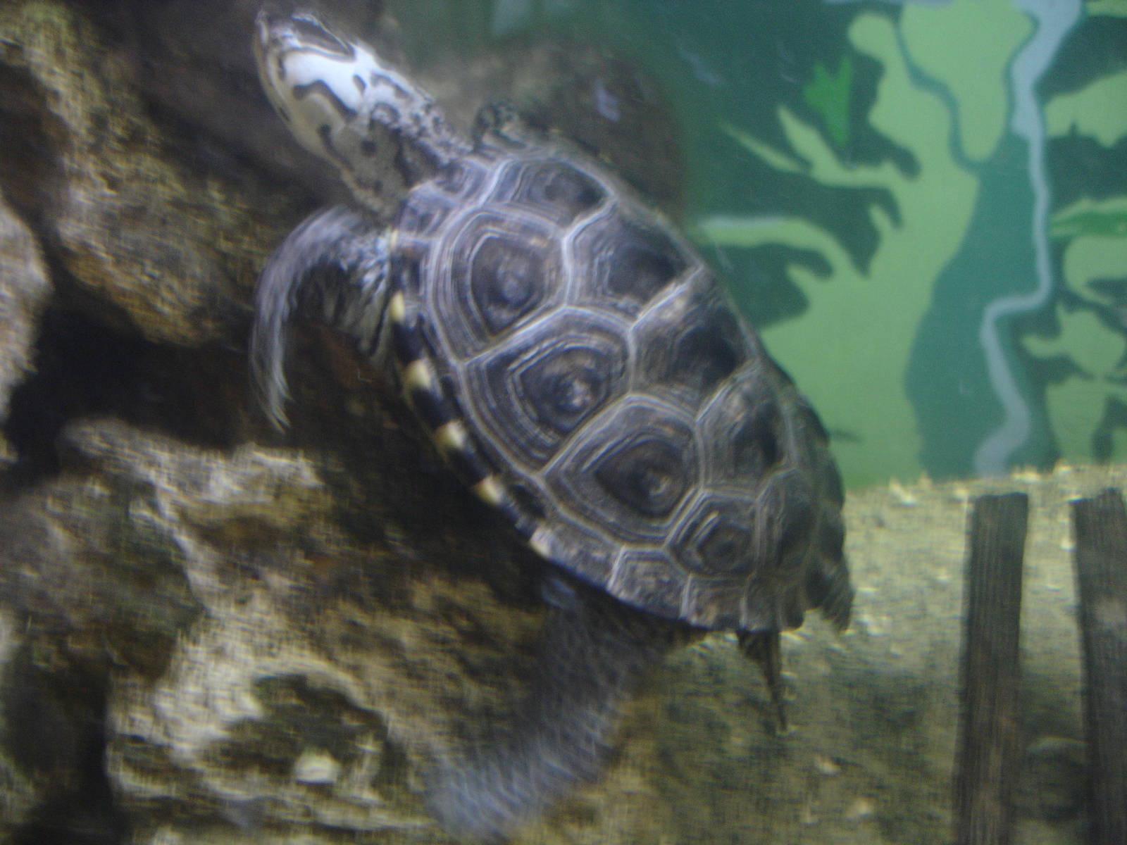 Northern Diamondback Terrapin