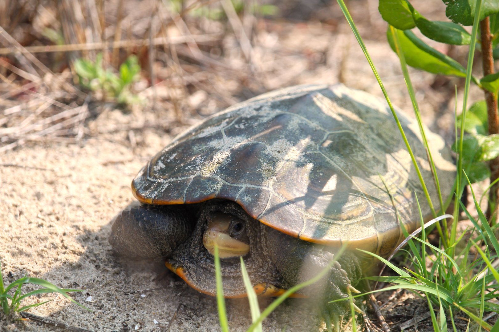 Northern Diamondback Terrapin