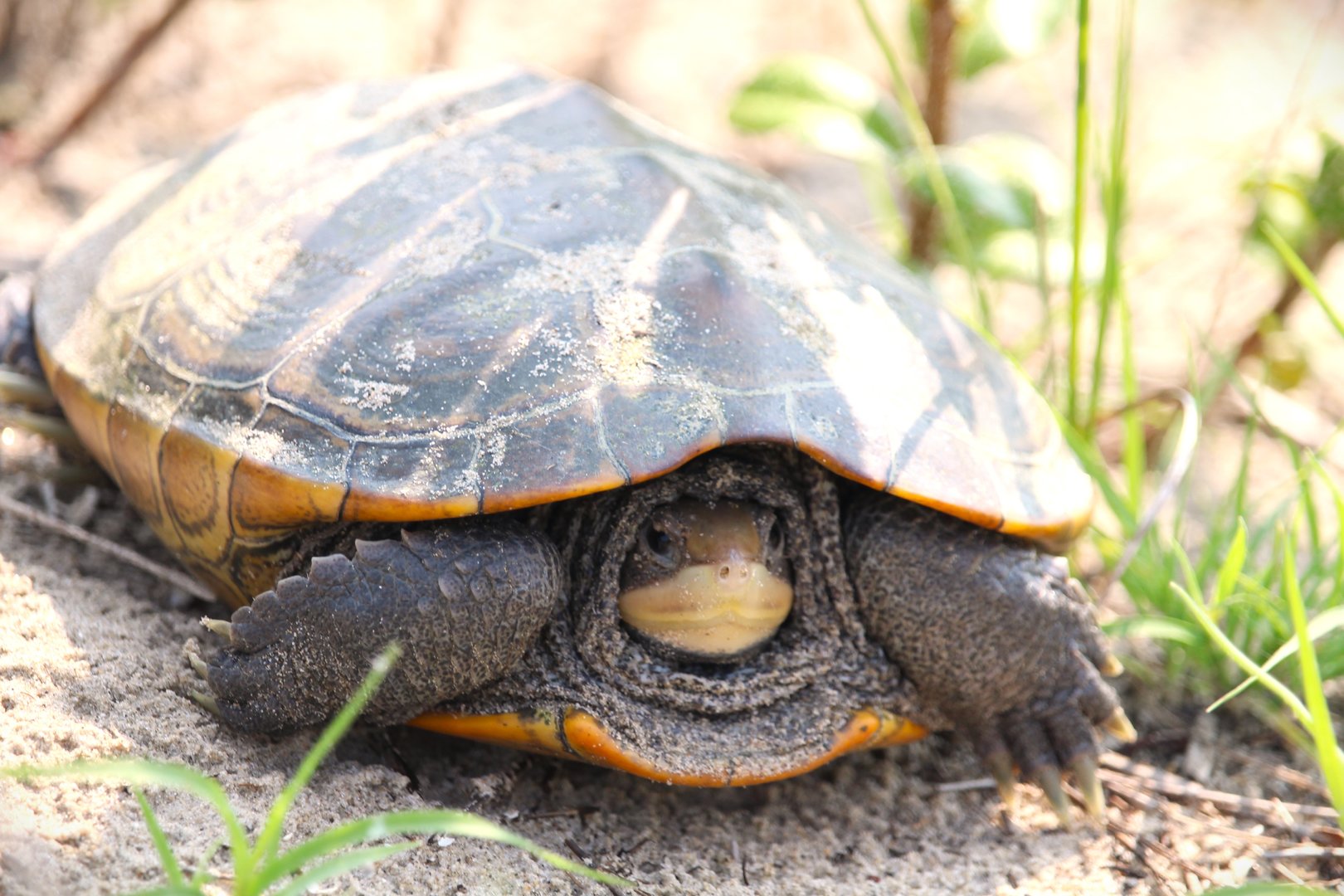 Northern Diamondback Terrapin