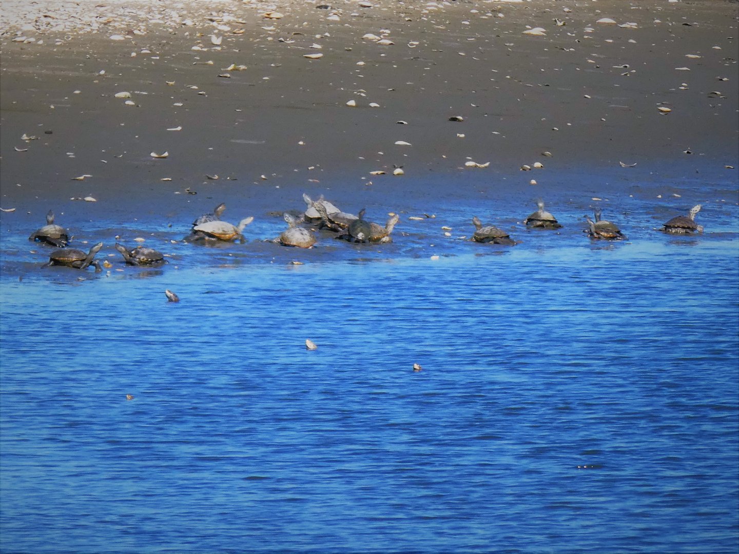Northern Diamondback Terrapins
