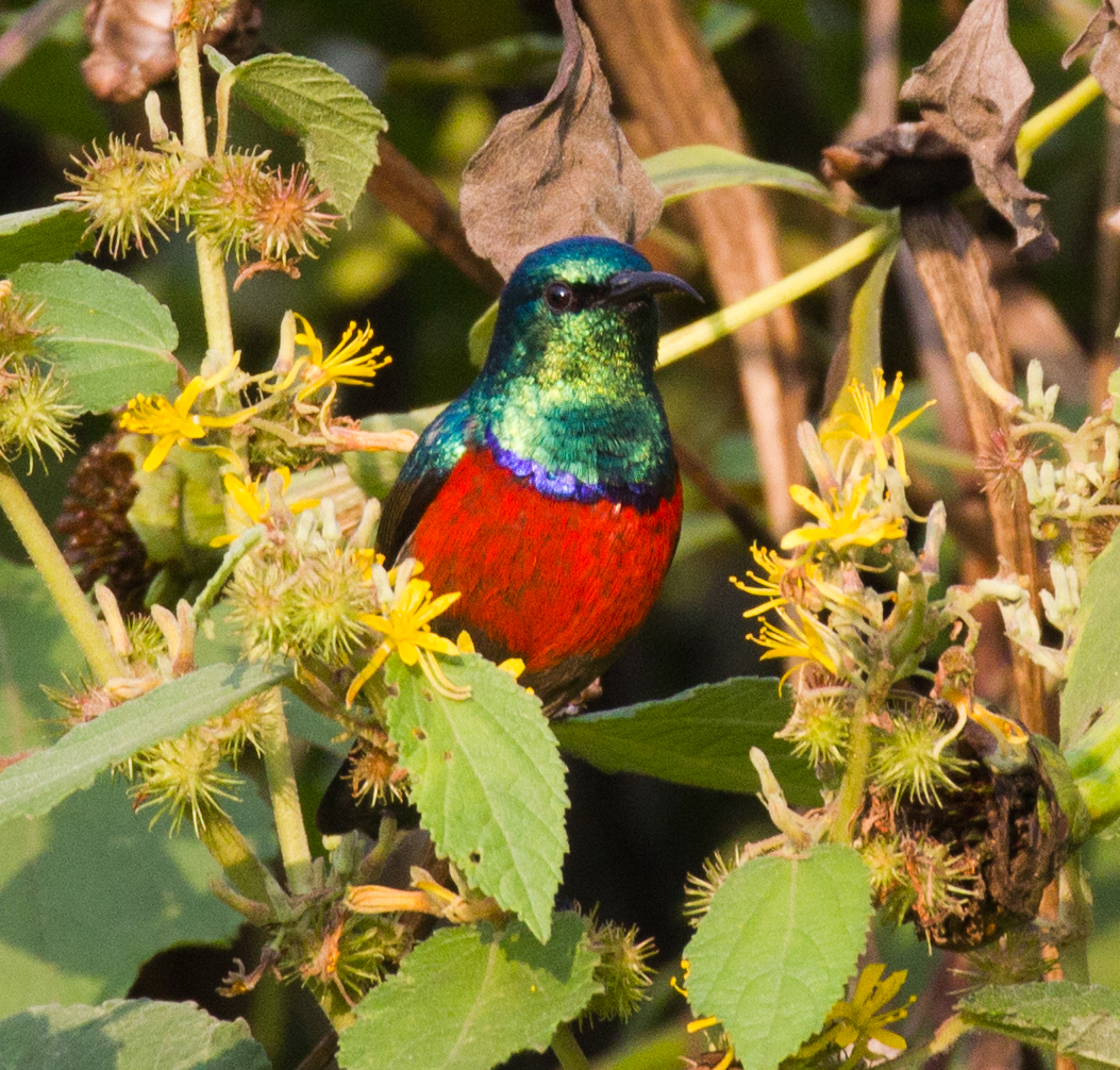Northern Double-collared Sunbird