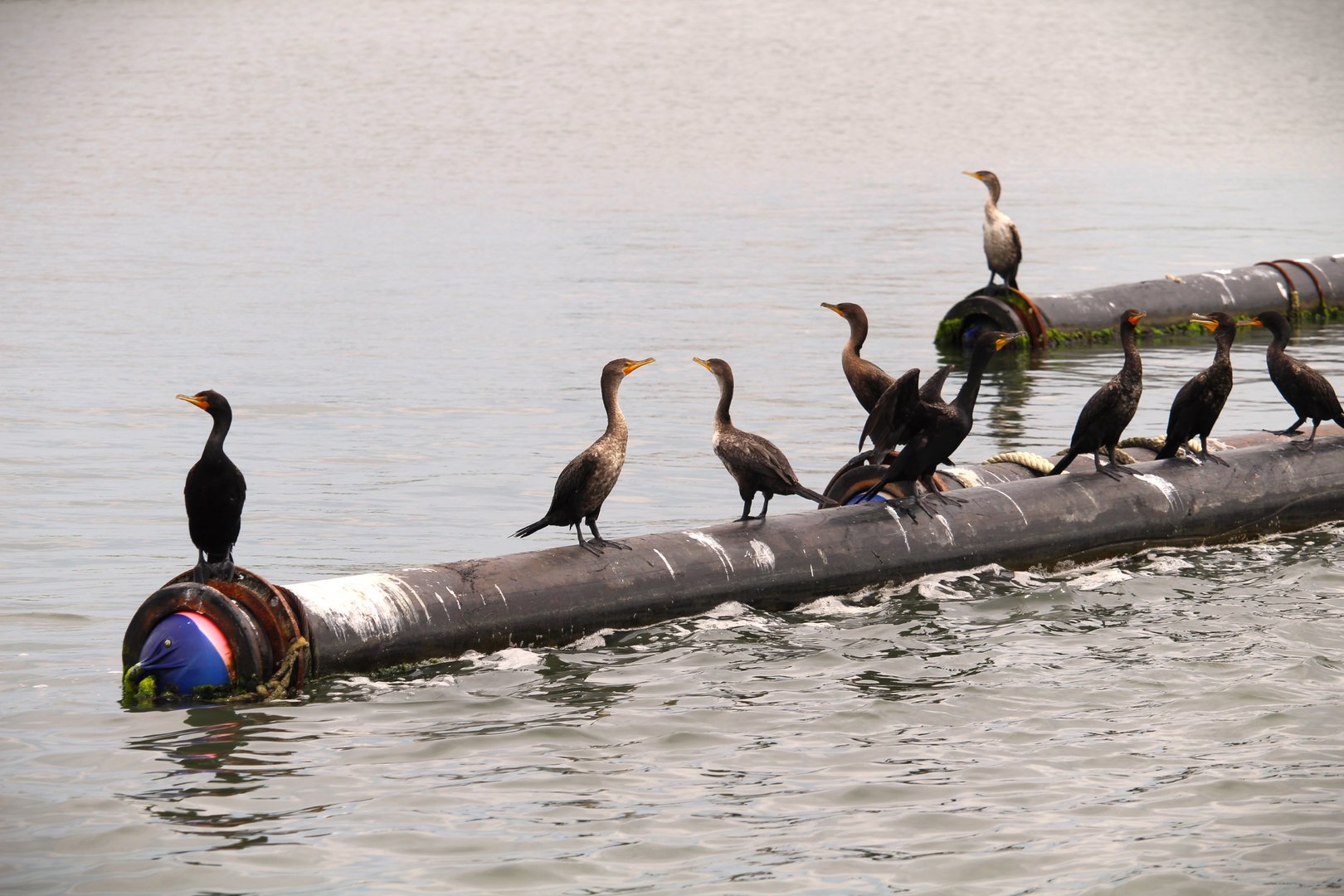 Northern Double-crested Cormorants