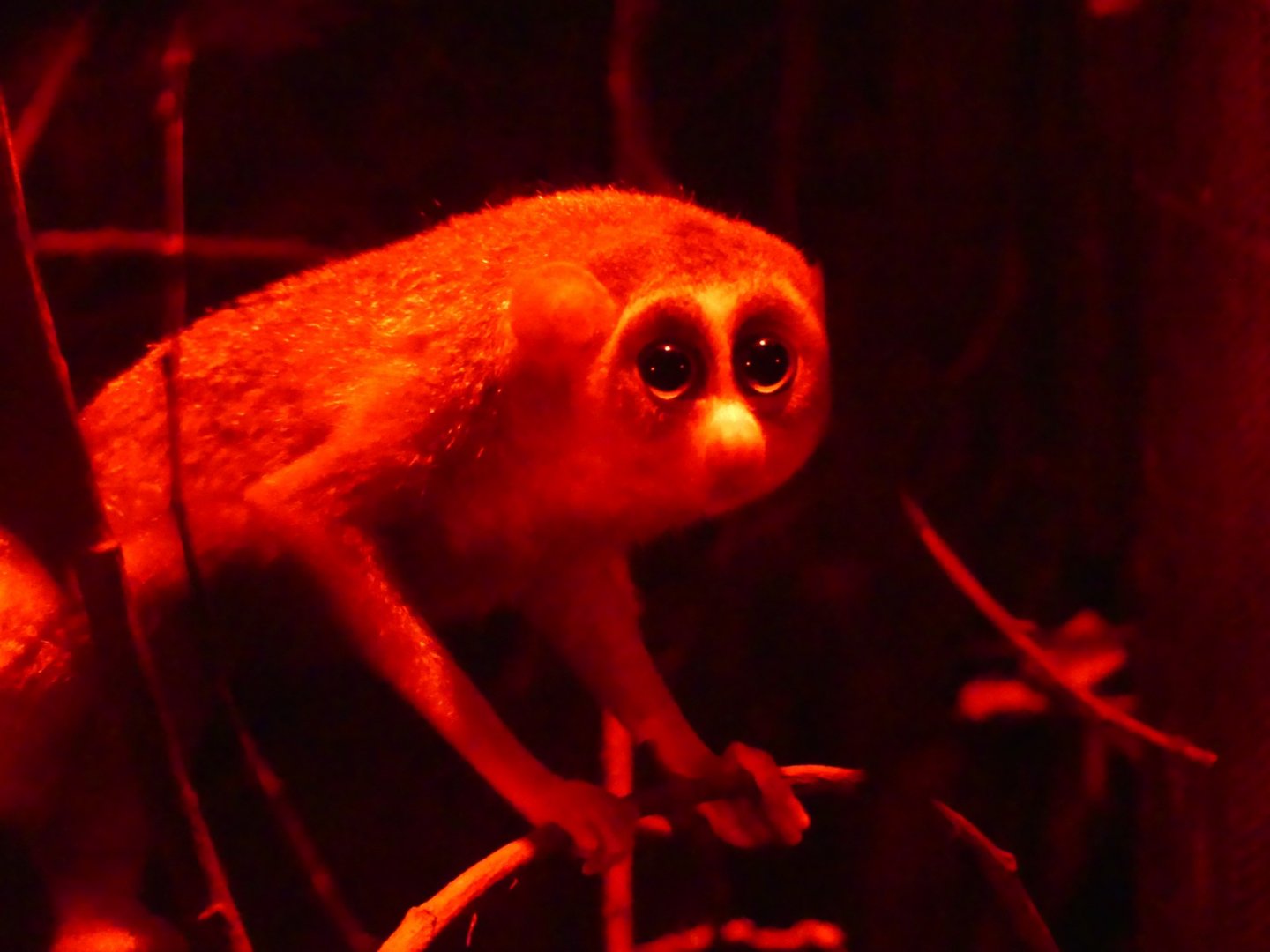 Northern Dry Zone Slender Loris - 21.10.24