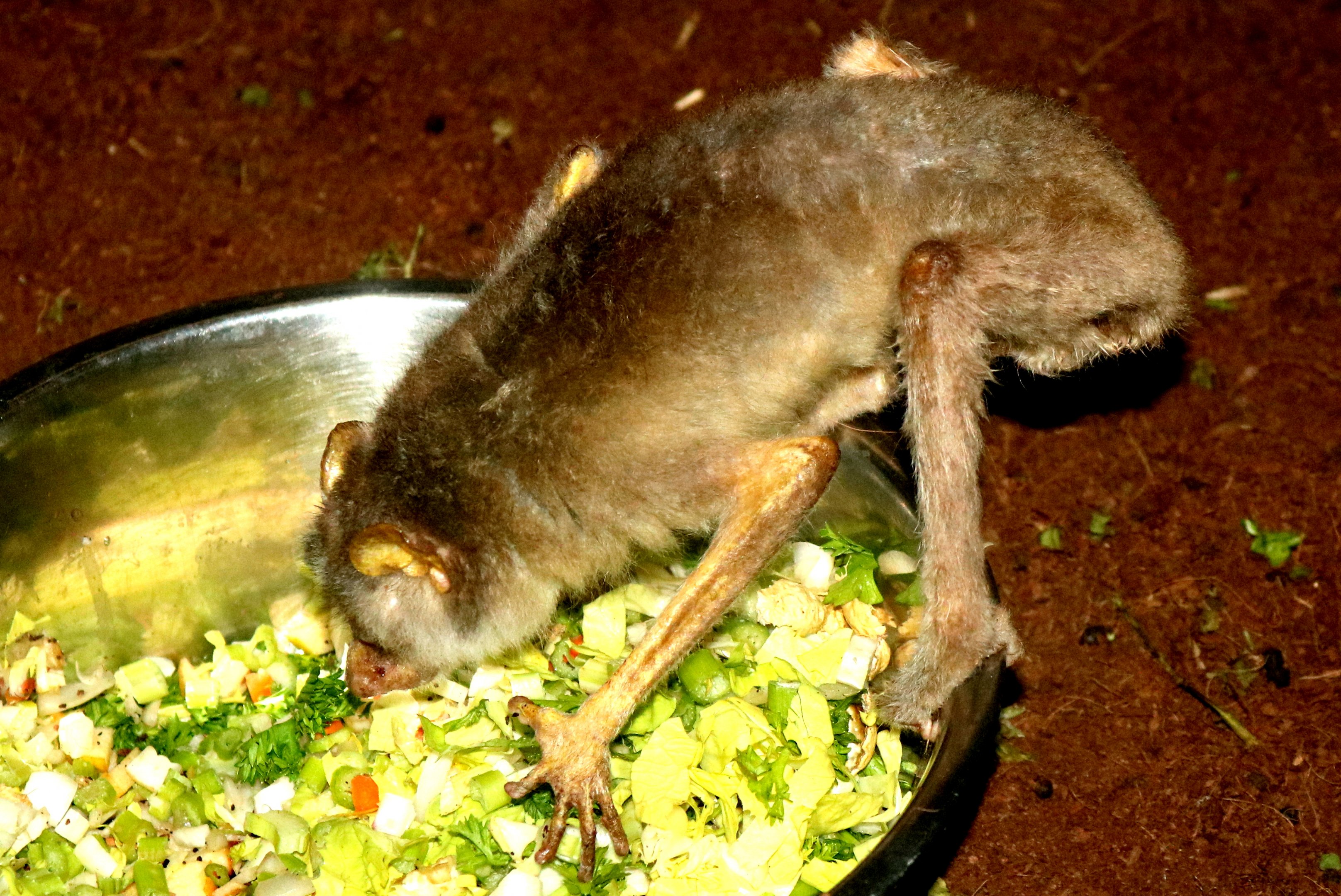 Northern dry zone slender loris; Antwerp; 8th September 2018