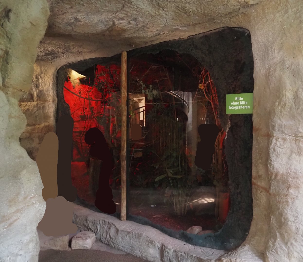 Northern dry zone slender loris exhibit, 2024-08-05