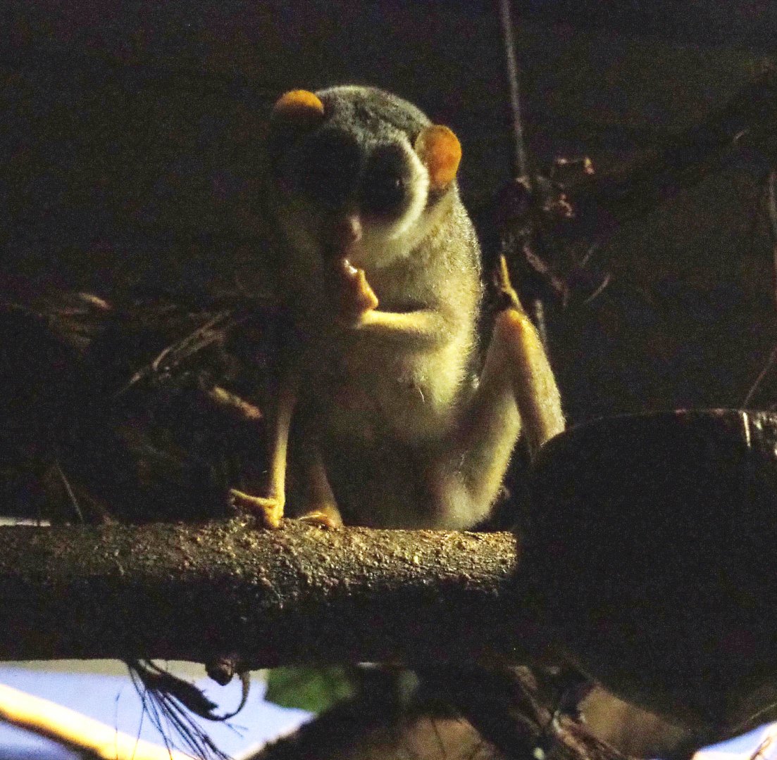 Northern dry zone slender loris (Loris lydekkerianus nordicus), 2019-06-22
