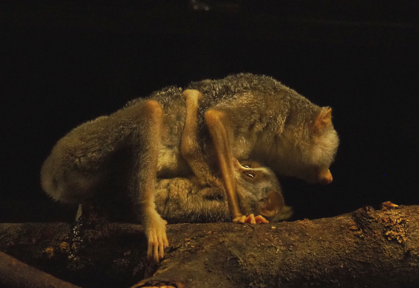Northern dry zone slender loris (Loris lydekkerianus nordicus) with baby, 2019-06-22