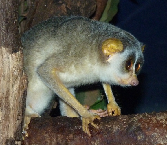 Northern dry zone slender loris (Loris lydekkerianus nordicus)