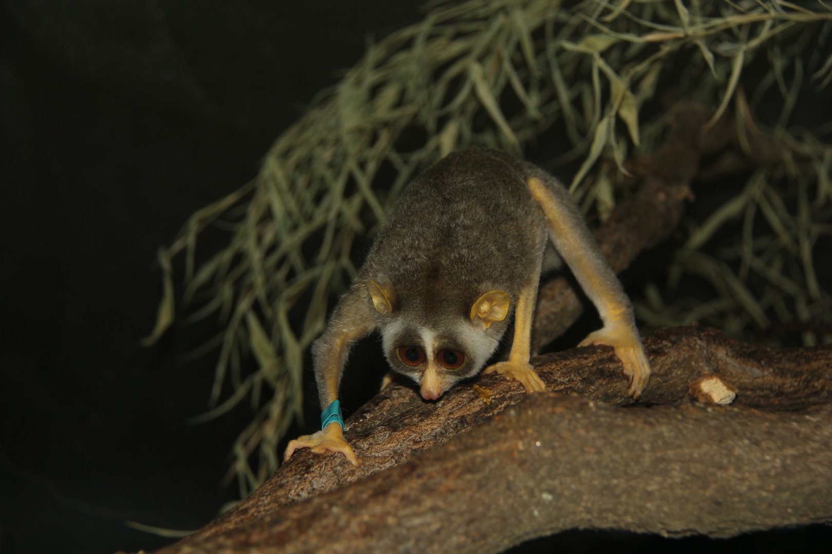 Northern dry zone slender loris (Loris lydekkerianus nordicus)
