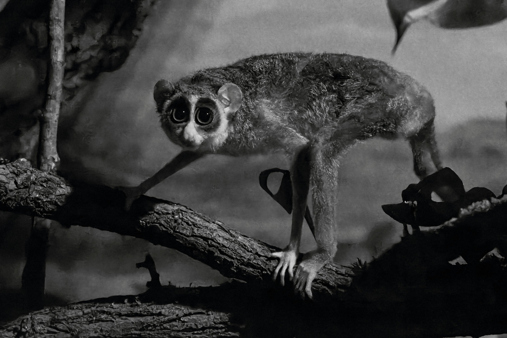 Northern dry zone slender loris (Loris lydekkerianus nordicus)