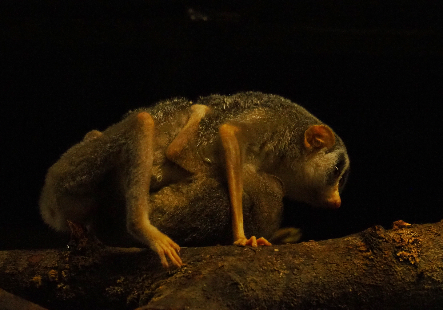 Northern dry zone slender loris with baby (Loris lydekkerianus nordicus), 2019-06-22