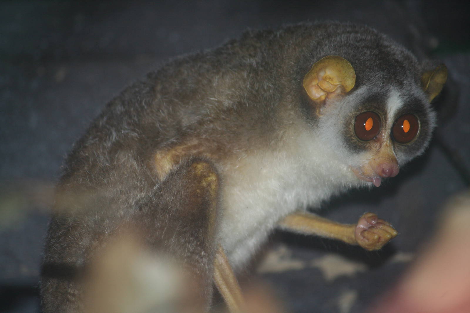Northern dry zone slender loris