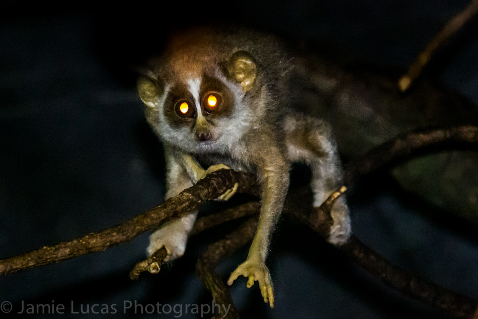 Northern dry zone slender loris