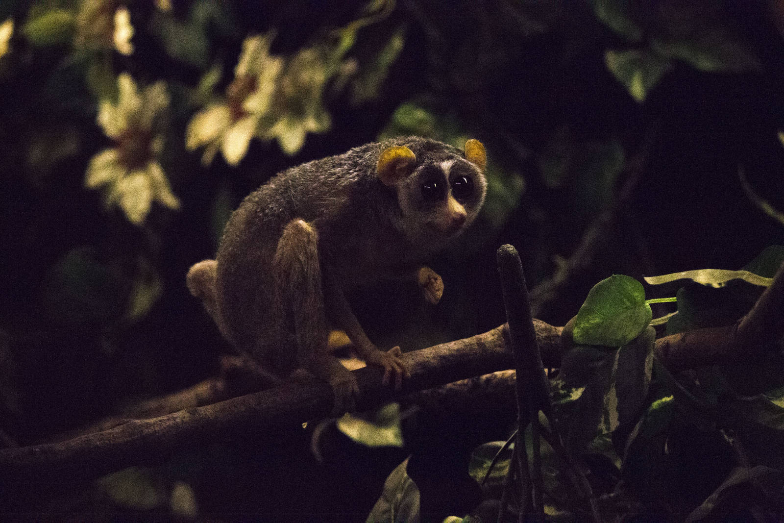Northern dry zone slender loris