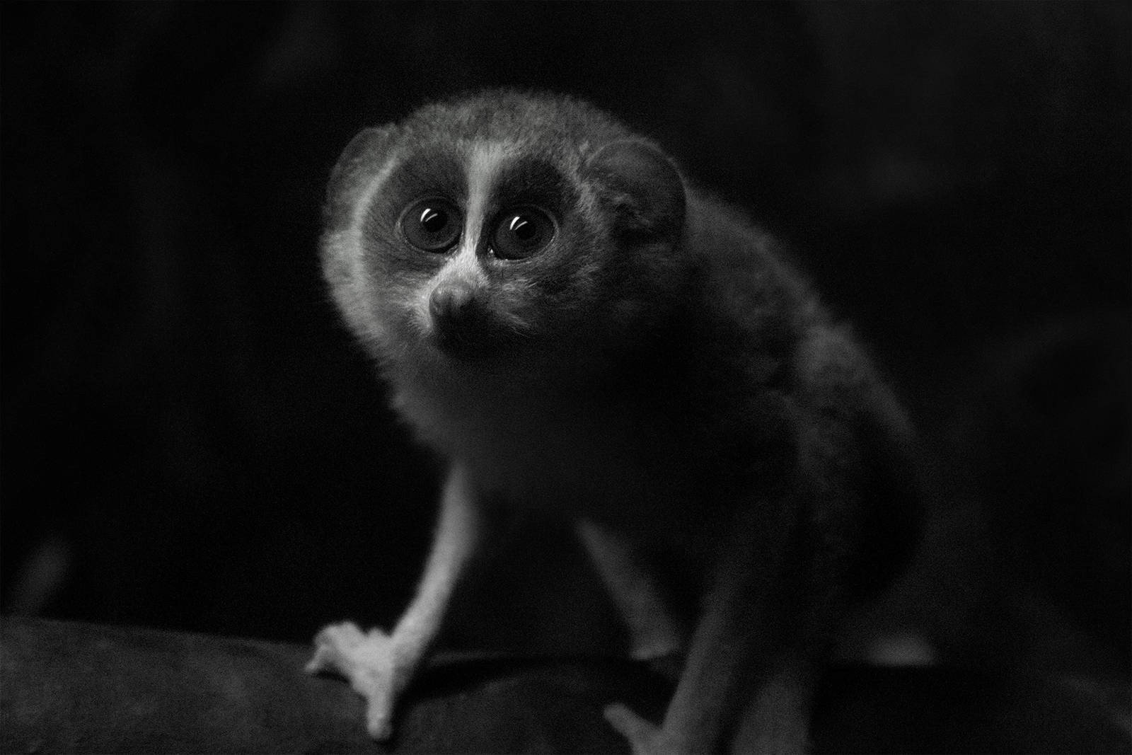 Northern dry zone slender loris