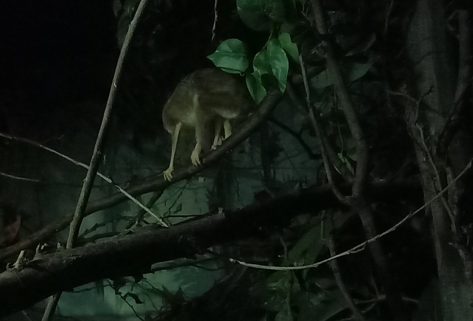 Northern dry zone slender loris