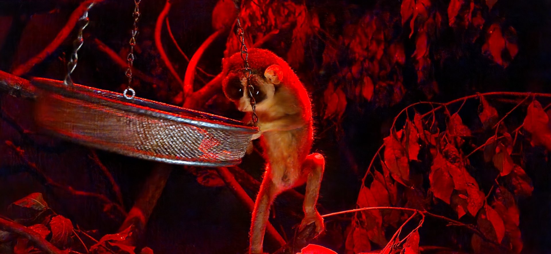 Northern dry zone slender loris