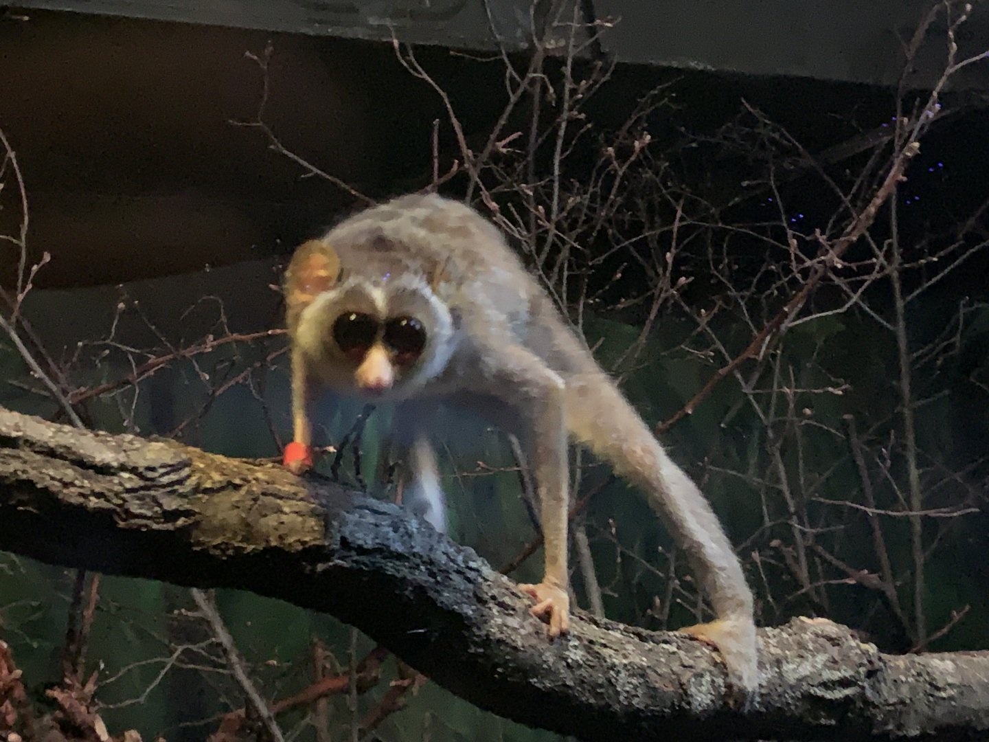 Northern dry zone slender loris