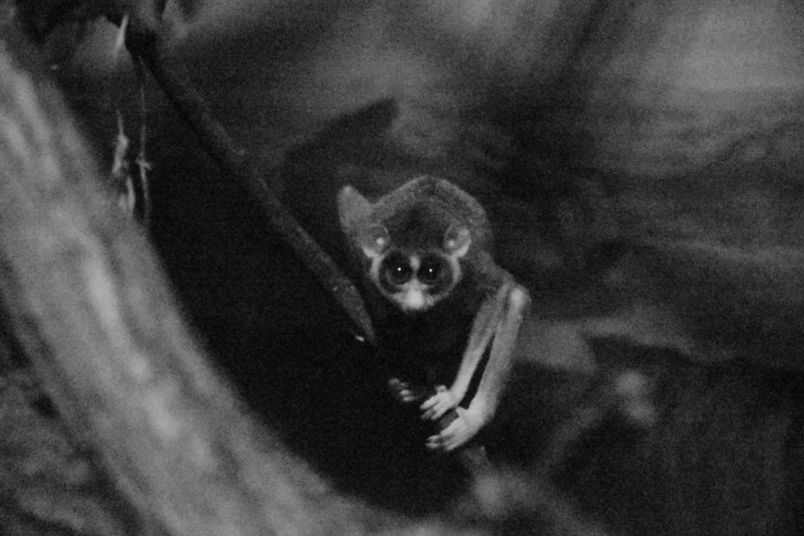 Northern dry zone slender loris