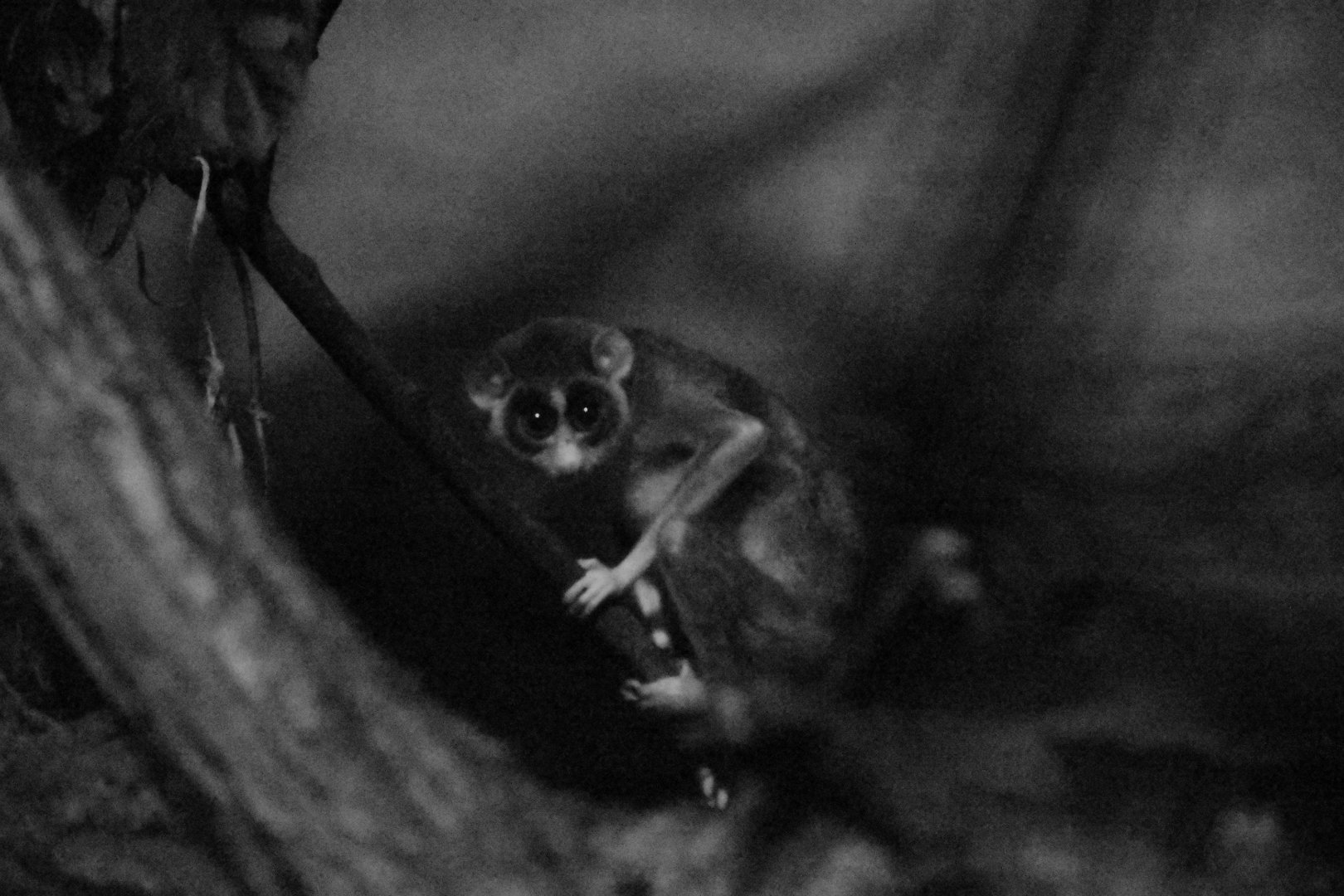 Northern dry zone slender loris
