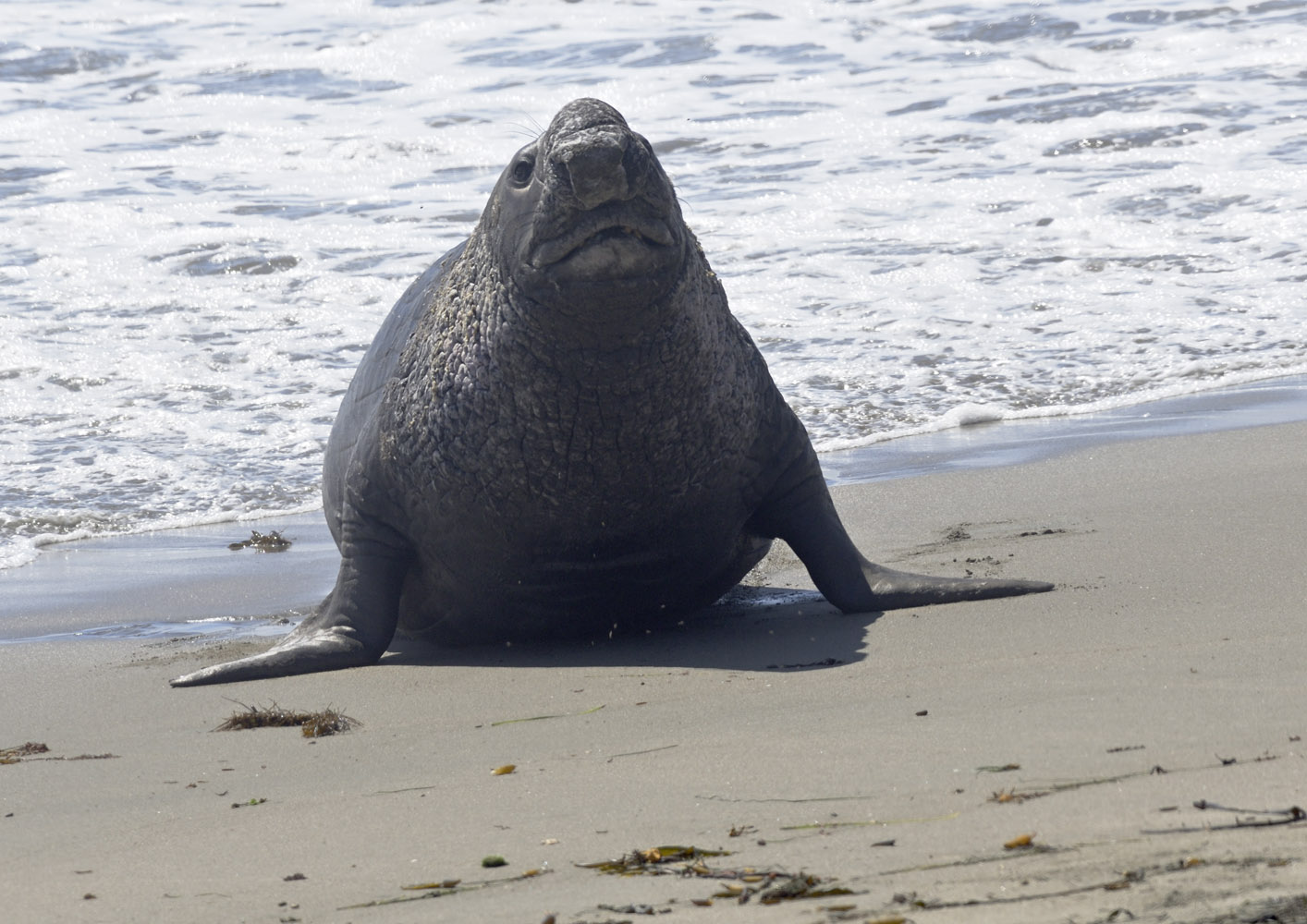 Northern elephant seal bull coming ashore