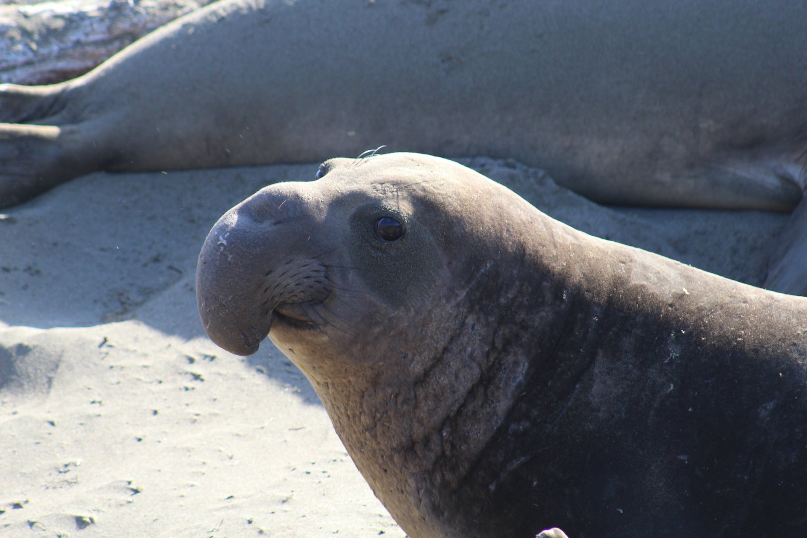 Northern Elephant Seal Bull