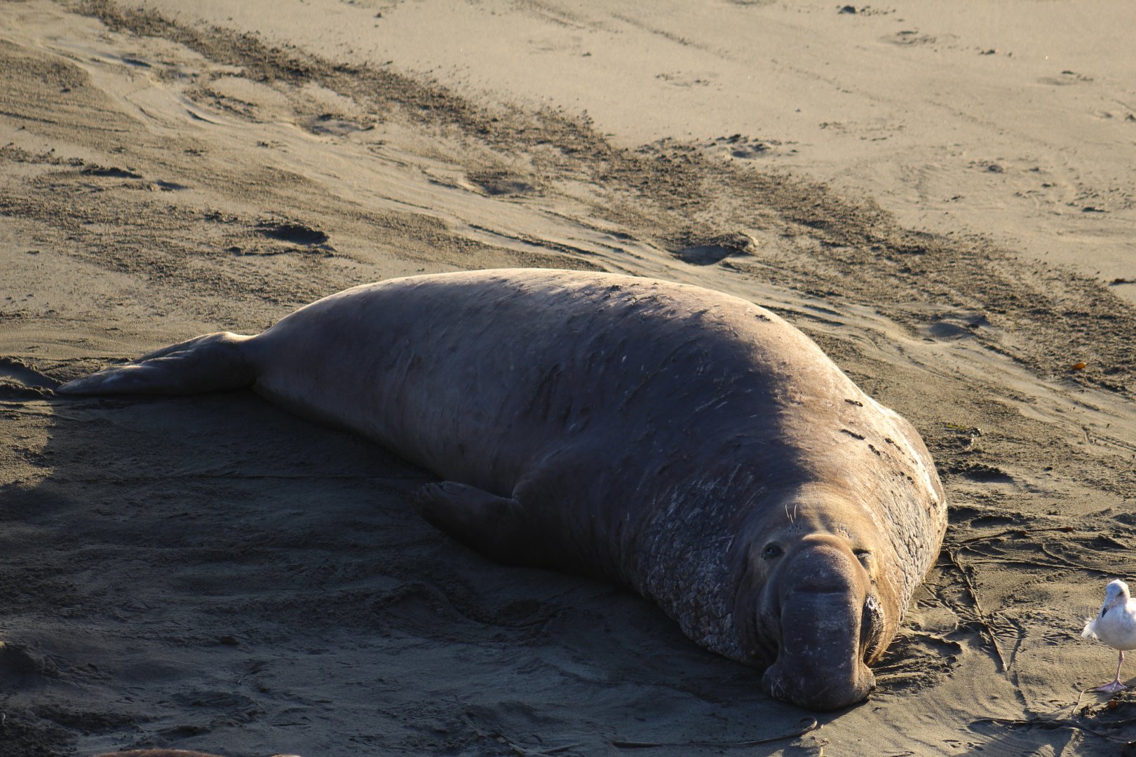 Northern Elephant Seal Bull