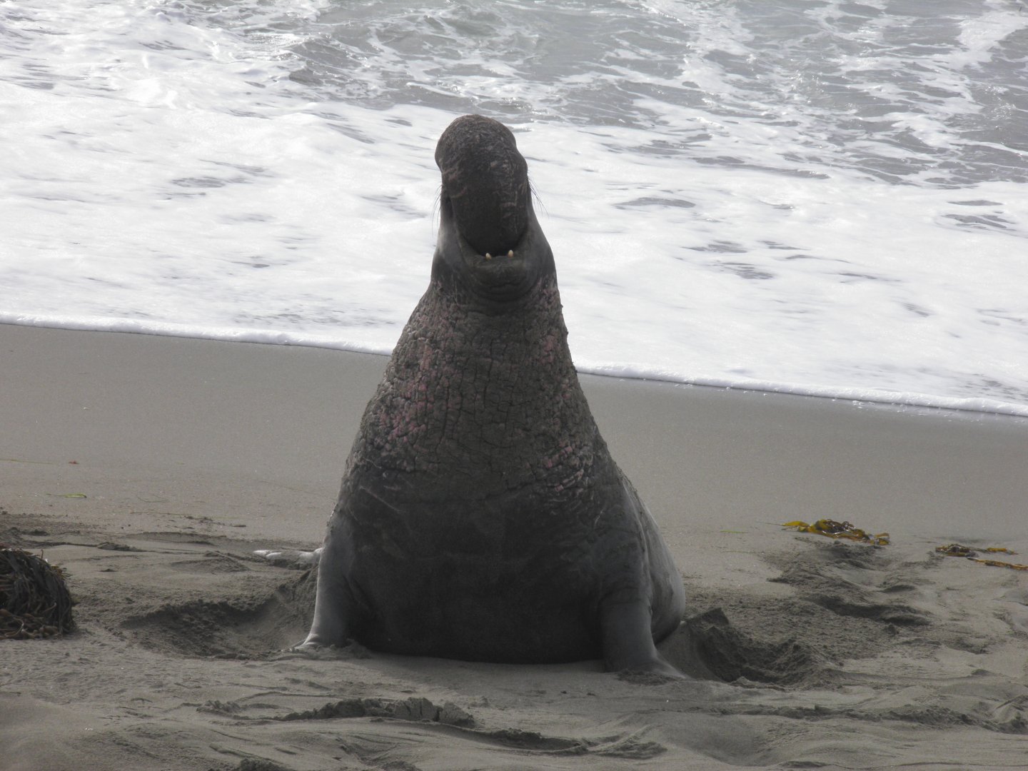 Northern elephant seal bull
