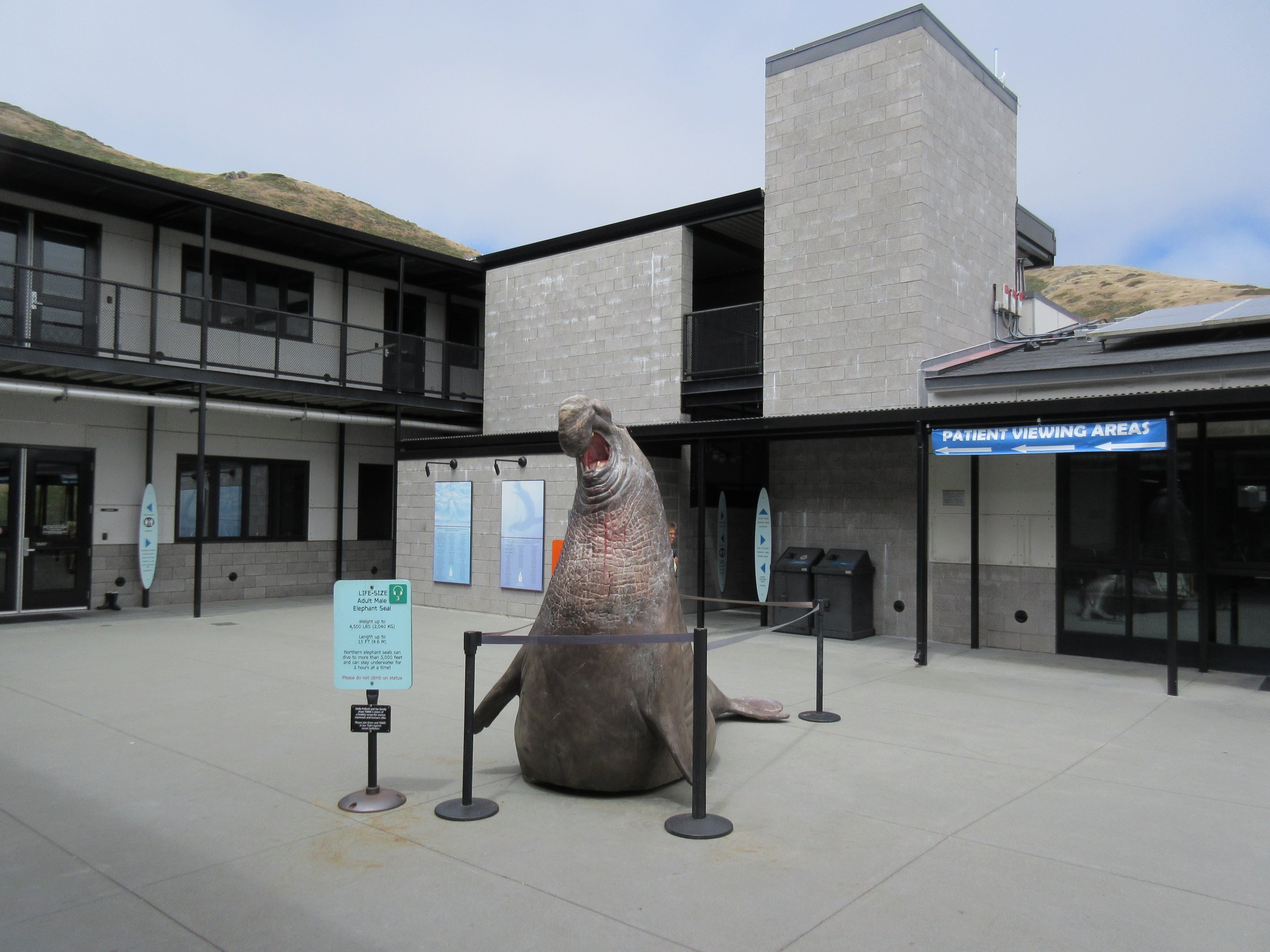 Northern Elephant Seal (Life-Sized Statue)